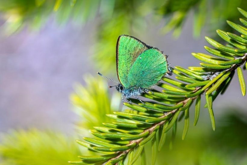 parts of a flower worksheet pdf