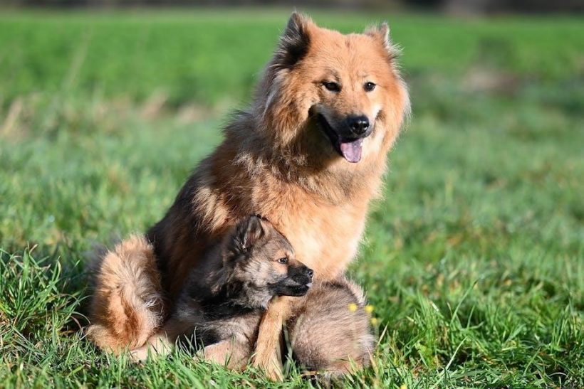 battle hymn of the tiger mother pdf