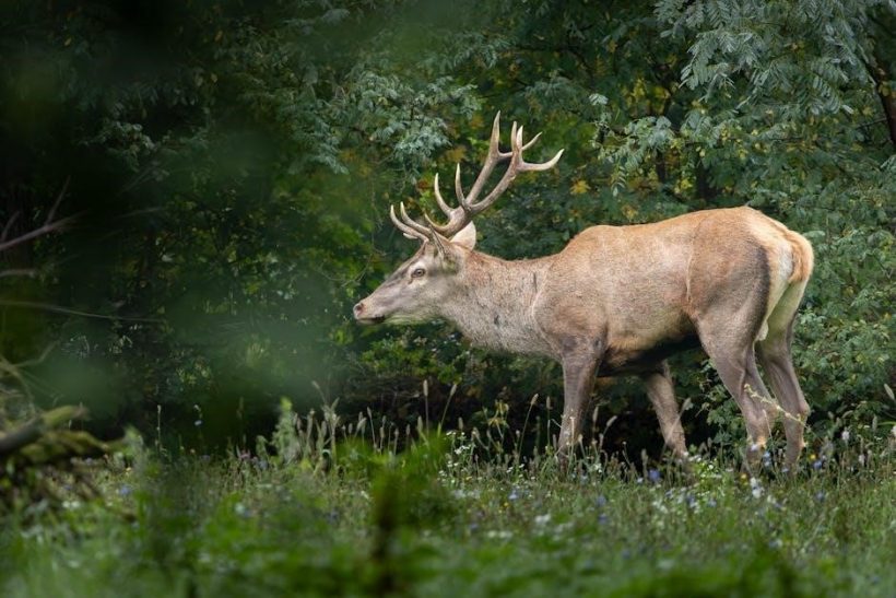 roland barthes camera lucida pdf